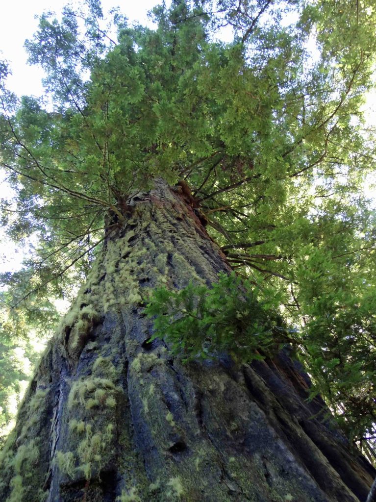 &laquo;&nbsp;Luna&nbsp;&raquo; (Protection du&nbsp;Vivant)